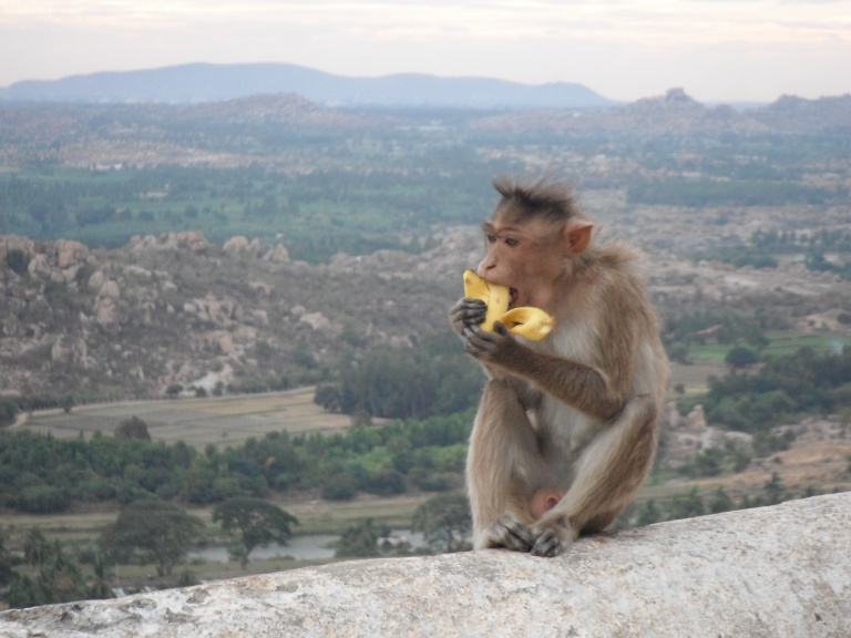 Up on Monkey temple - Travellingminstrel #